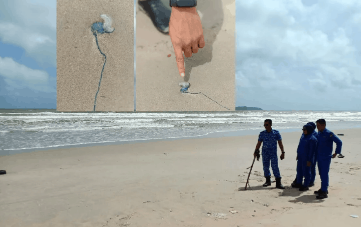 Obor-obor beracun ditemui di pesisir Pantai Pulau Kekabu