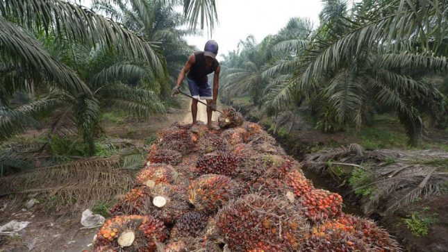 Malaysia perlu guna teknologi untuk tingkatkan hasil dan selamatkan hutan