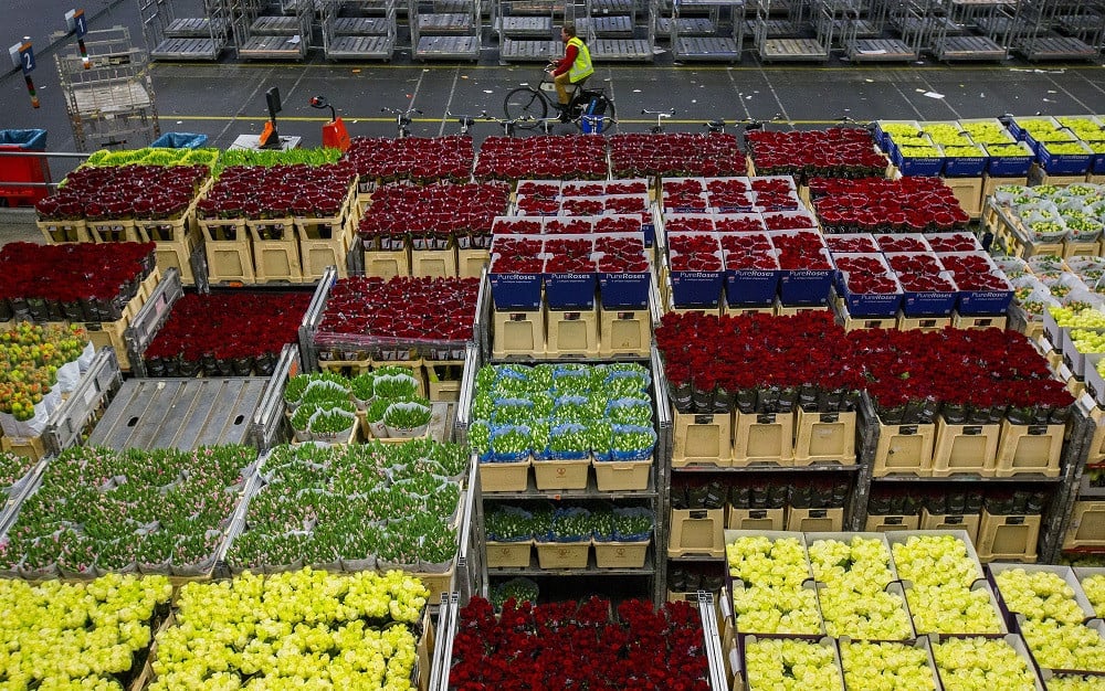 Ratusan juta bunga dimusnahkan, permintaan berkurangan diganggu penularan wabak