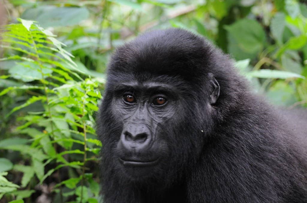 Prihatin terhadap risiko gorila terdedah koronavirus, taman nasional ditutup