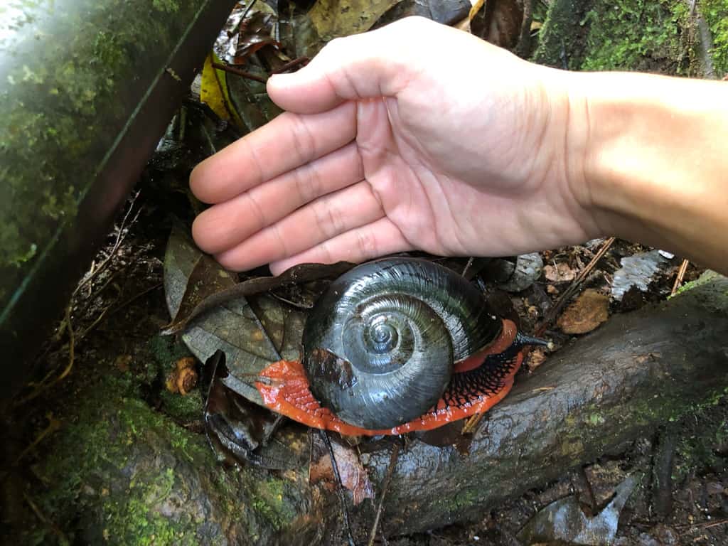 “Fire Snail”, siput terbesar yang hanya boleh dijumpai di banjaran hutan gunung Malaysia sahaja