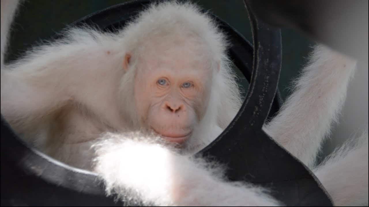 Orangutan albino luarbiasa ditemukan di hutan hujan Borneo