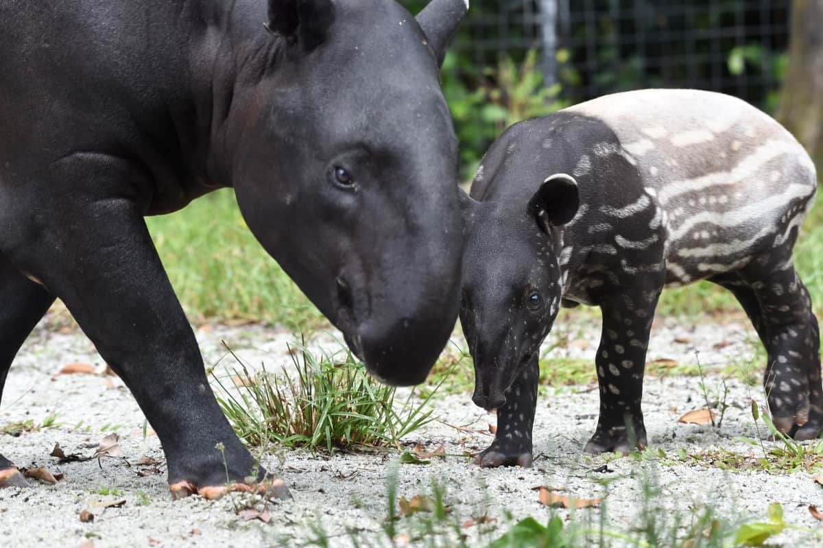 Hari Tapir Sedunia: Orang awam perlu mainkan peranan untuk selamatkan tapir dari kepupusan