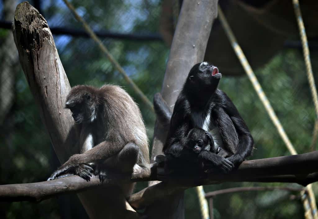 Covid, Kuarantin antara nama yang dicadangkan untuk haiwan baru lahir di sebuah zoo di Colombia
