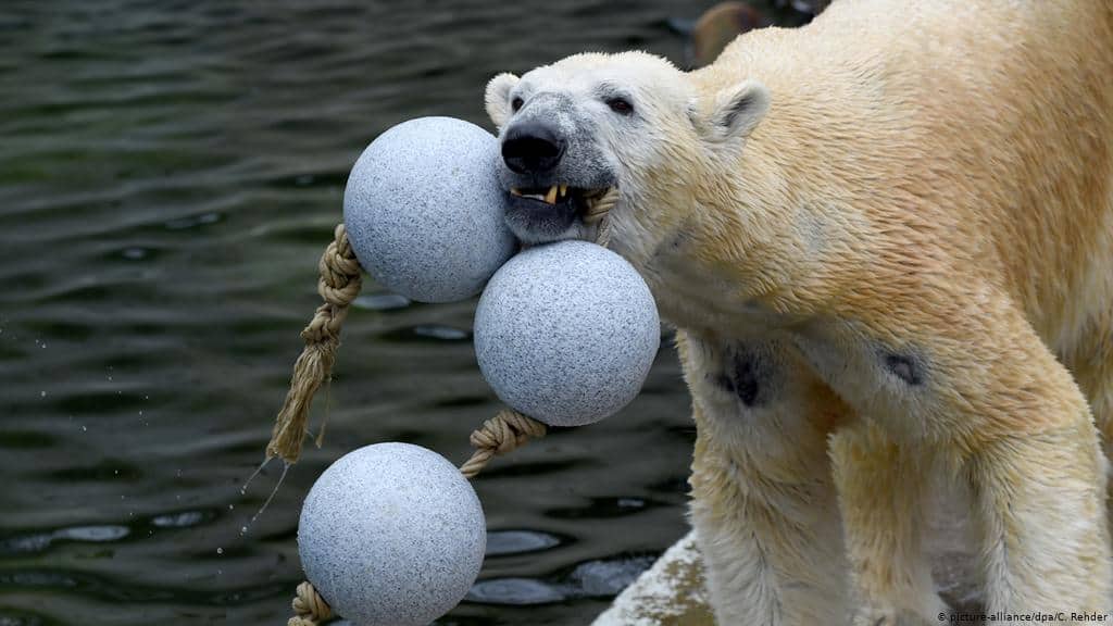 Zoo di Jerman pertimbang untuk korbankan haiwan, alami krisis kewangan