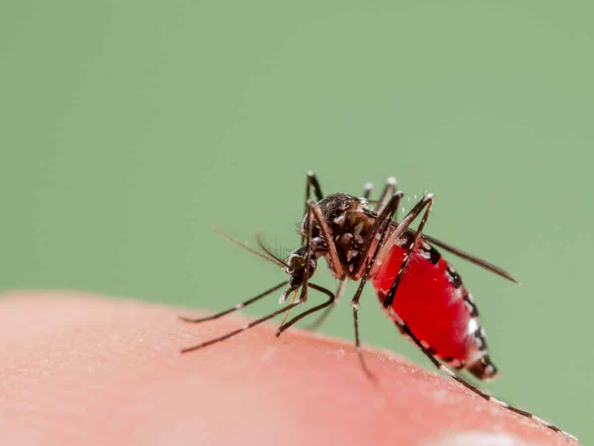 407 kes malaria zoonotik dilapor di Sabah, kes berkurang sepanjang tempoh PKP