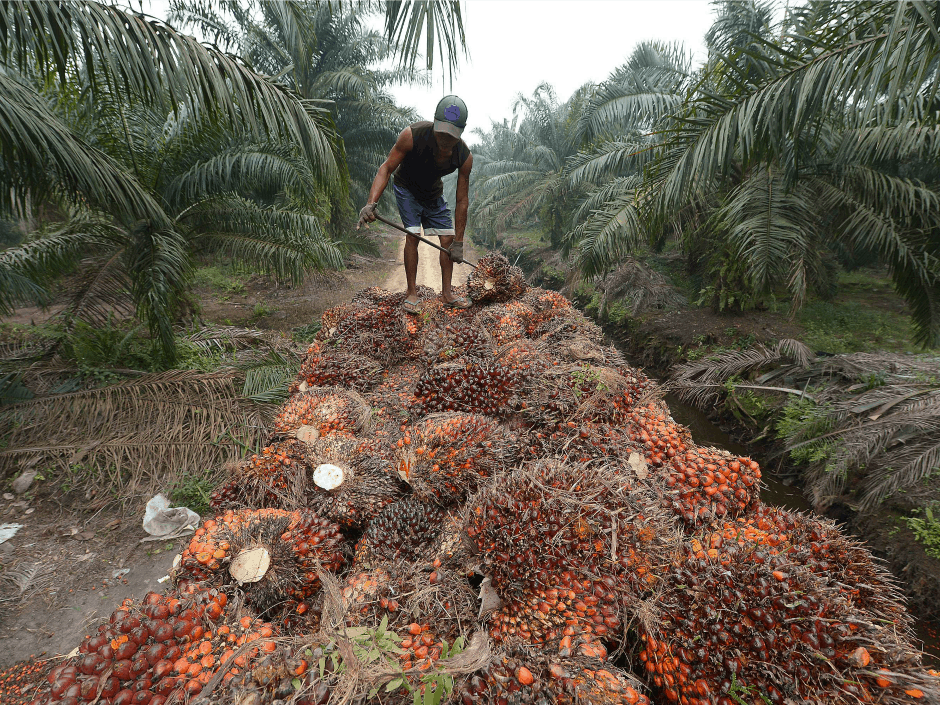 Projek minyak sawit sintetik, minyak sawit tulen Malaysia tidak terancam