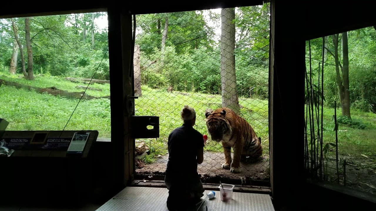 Harimau Malaya diuji positif COVID-19, kes harimau pertama di dunia yang dijangkiti wabak itu!