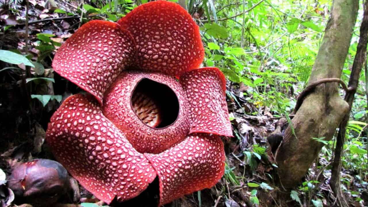 Raflesia, bunga terbesar di dunia yang jarang dilihat, hanya wujud di Asia Tenggara!