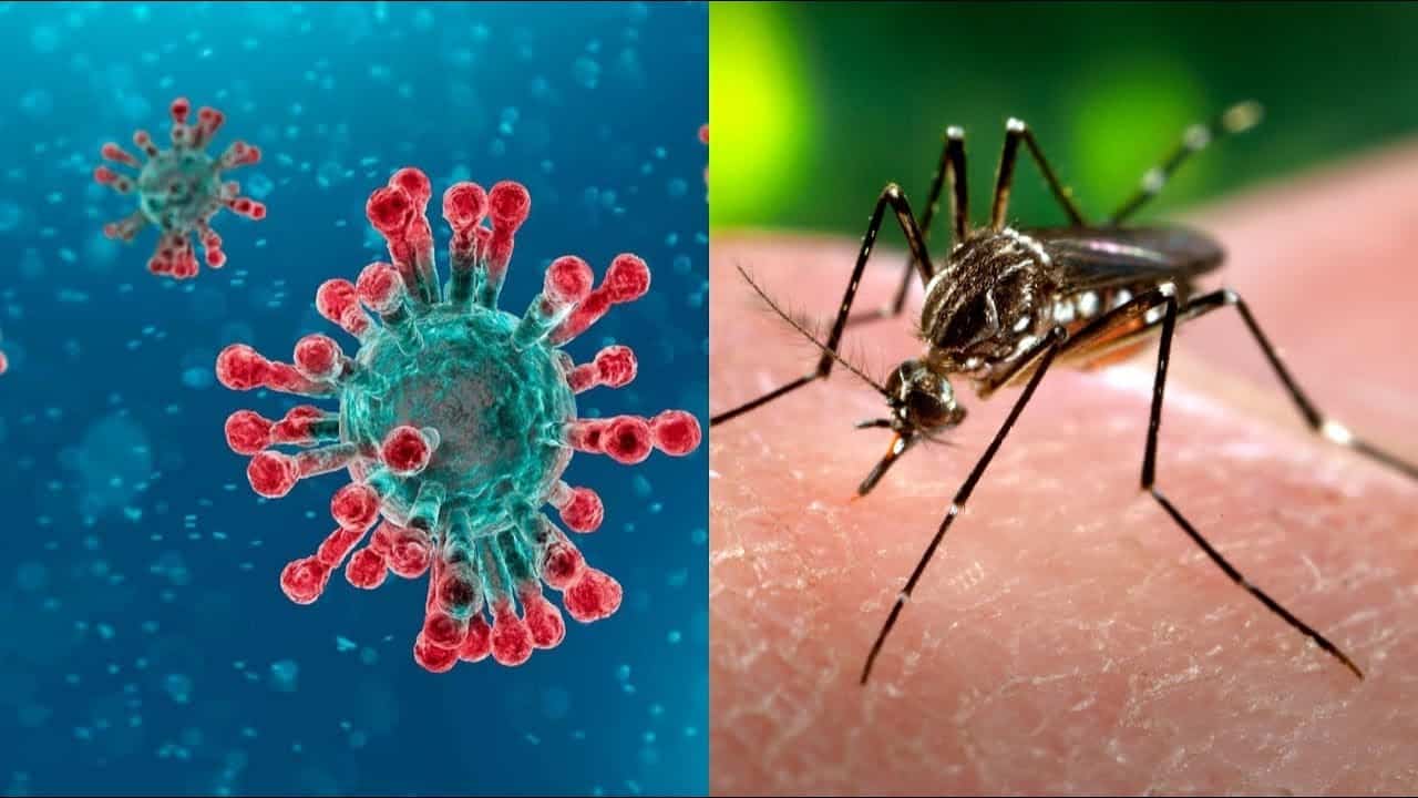 Nyamuk didakwa boleh menyebarkan jangkitan wabak COVID-19? Benar atau tidak?