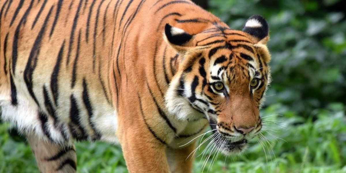 WWF-Malaysia berkata kajiannya hanya menunjukkan pembalakan terpilih membantu harimau