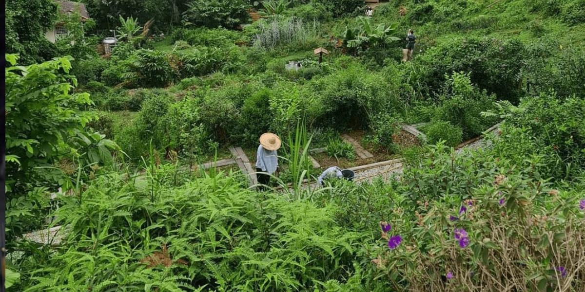 Pejabat Tanah dan Galian menegaskan pengusiran Kebun-Kebun Bangsar wajar kerana pelanggaran, aduan