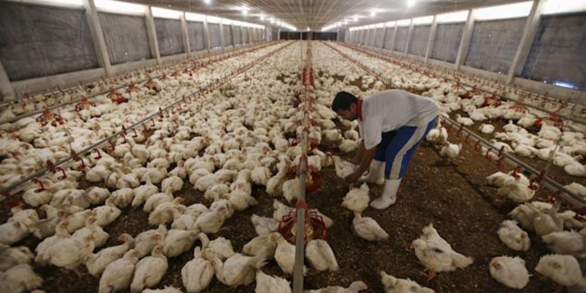 Penternak ayam Johor mahu larangan eksport Singapura ditarik balik, bimbang persaingan daripada Indonesia
