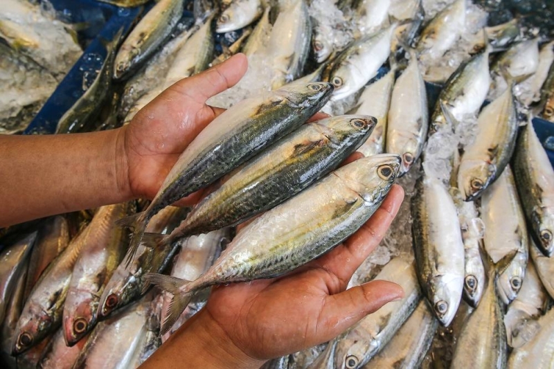 ‘Ikan kembung’: Bagaimana krisis iklim memberi makan kepada kekurangan ikan Malaysia