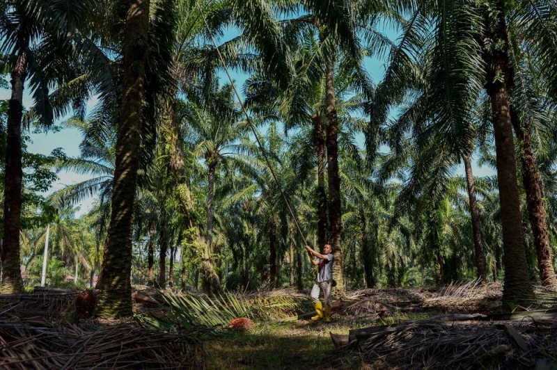 Petani di Malaysia, negara Asia lain menanam pokok untuk meningkatkan pengeluaran minyak sawit, kekurangan anak benih semakin perlahan