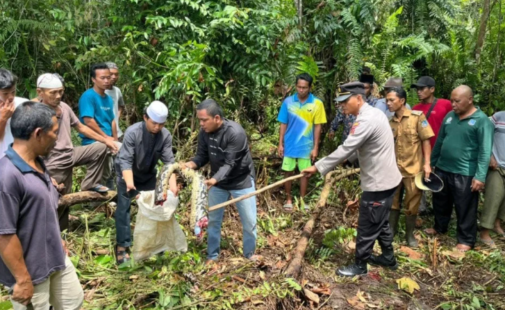 Nenek di Indonesia ditelan hidup-hidup oleh ular sawa sepanjang 22 kaki
