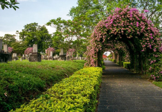 5 Tempat Sakura Terbaik di Singapura