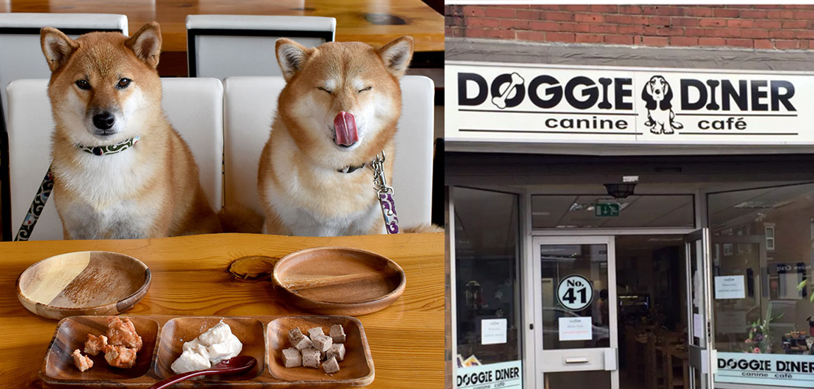 Kafe dan Restoran untuk Doggie Diners