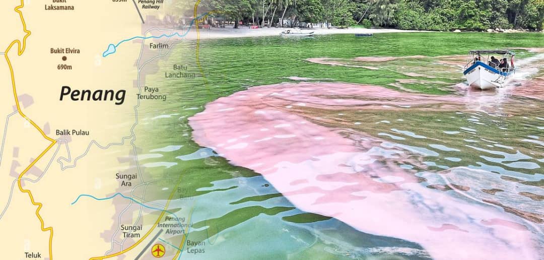 Kemunculan Bunga Alga Merah Jambu Atau Pink Algae Cetus Ketakutan Penduduk