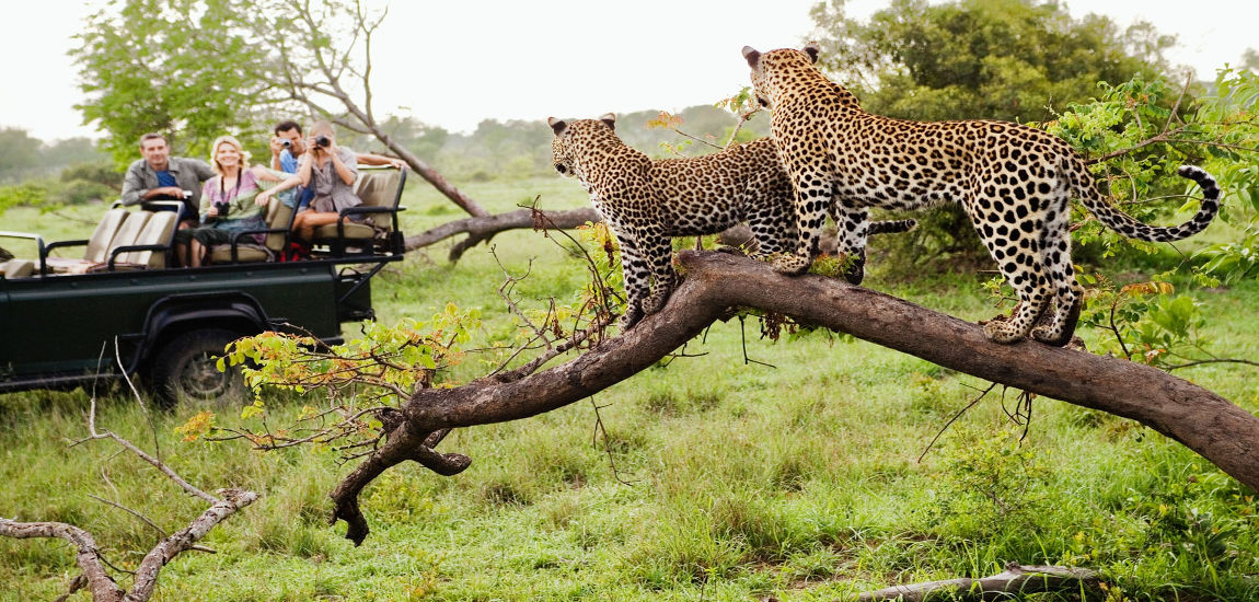 Sukakan Cabaran? Rasai Pengalaman Mendebarkan Dengan Berkunjung Ke 5 Destinasi Safari Pandu Sendiri Paling Popular Di Afrika Selatan Ini!