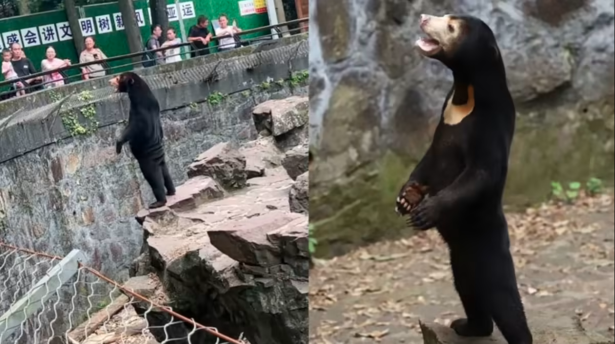 Kontroversi Beruang Matahari Zoo Hangzhou: Haiwan Sebenar atau Manusia Berpakaian?