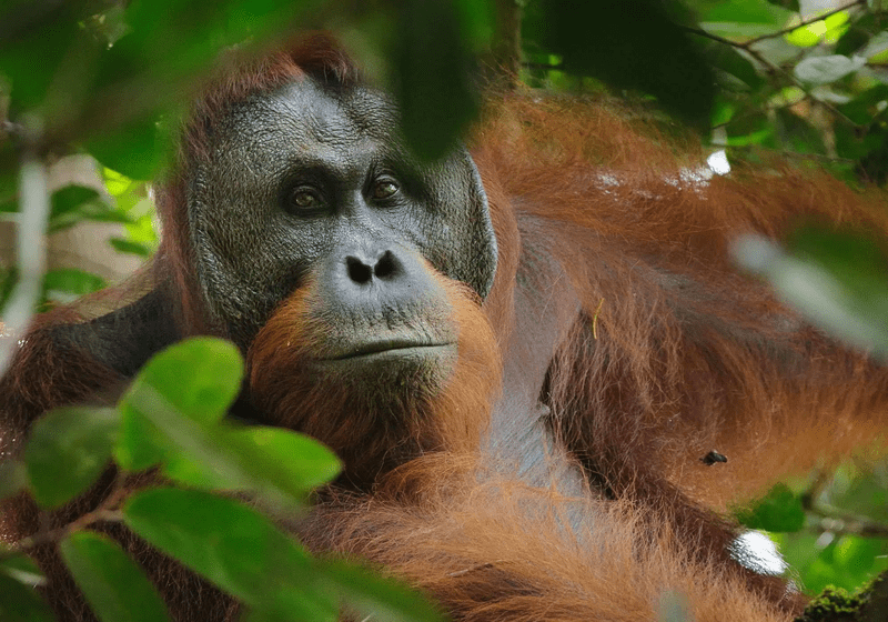 10 Fakta Menarik Tentang Orang Utan