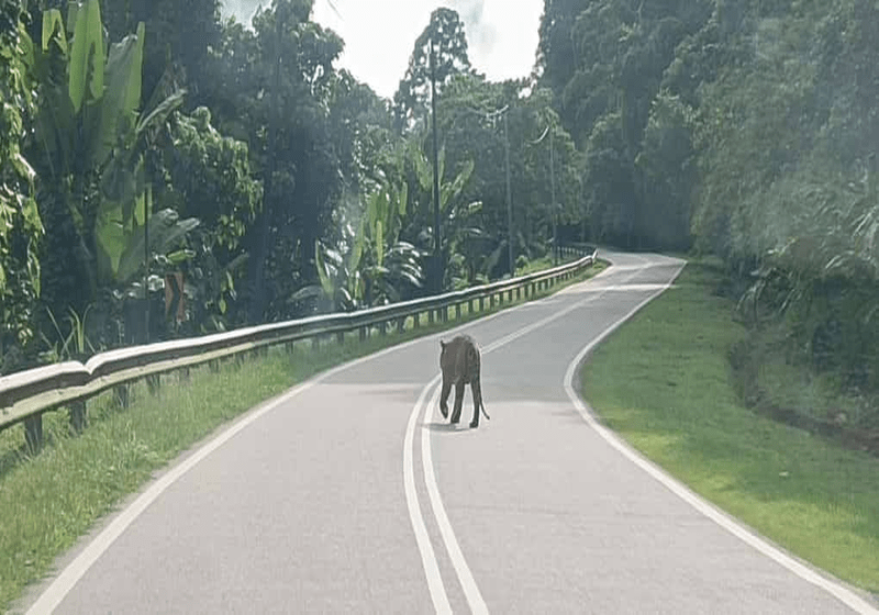 Viral Video Seekor Harimau Berkeliaran di Laluan Gua Musang-Jeli