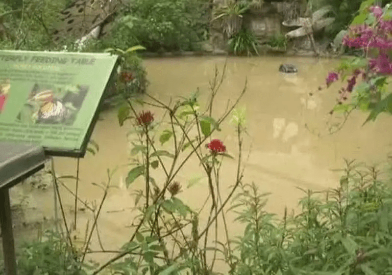 Zoo Negara Dilanda Banjir Kilat