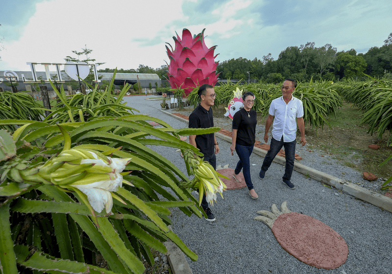 Struktur Buah Naga Terbesar Dunia di Ladang Eko Buah Naga Hong Long, Sepang