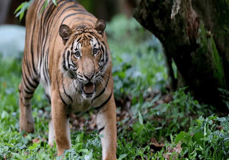 Pengunjung Diberi Amaran Susulan Harimau Berkeliaran di Pos Kuala Mu