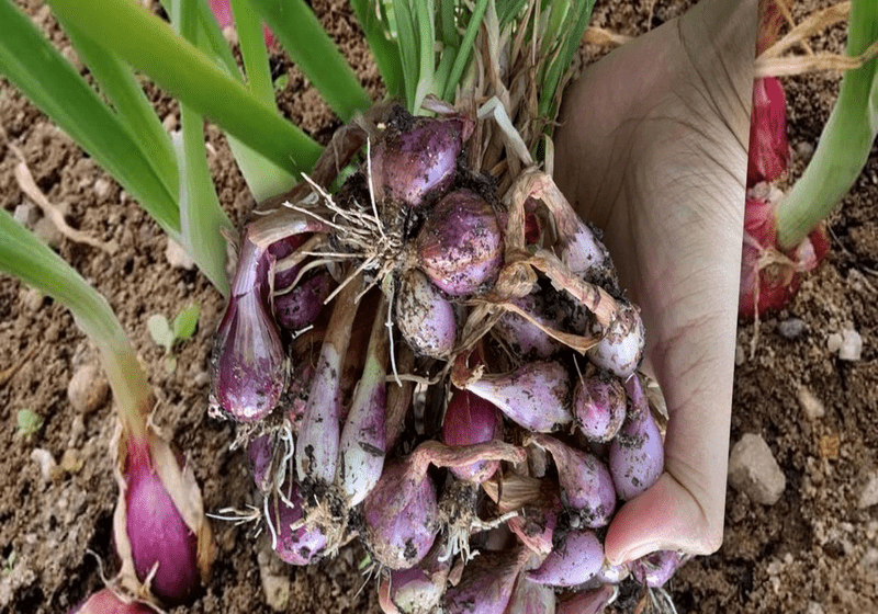 Cara Tanam Bawang di Rumah: Panduan Mudah dalam 2 Langkah