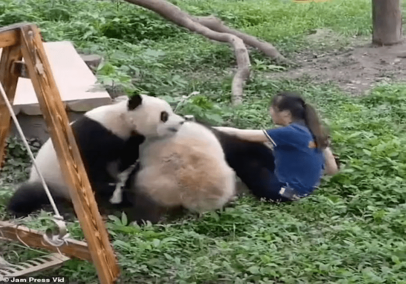 Penjaga Haiwan Diserang Panda di Zoo Chongqing Mengejutkan Pengunjung