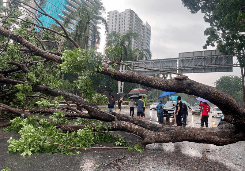 Panggilan Aktivis Sosial untuk Penjagaan Pokok yang Lebih Baik Selepas Kejadian Maut