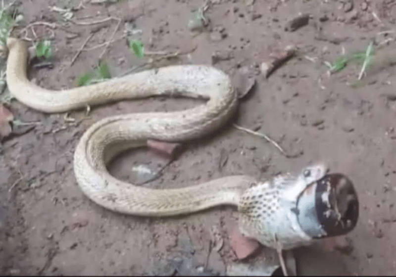 Viral Video Ular Tedung Tercekik Botol Ubat Batuk di India