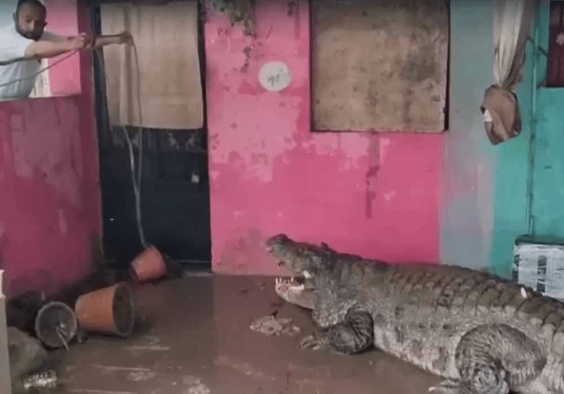 Penduduk Terkejut Puluhan Buaya Tiba-Tiba Muncul Depan Rumah