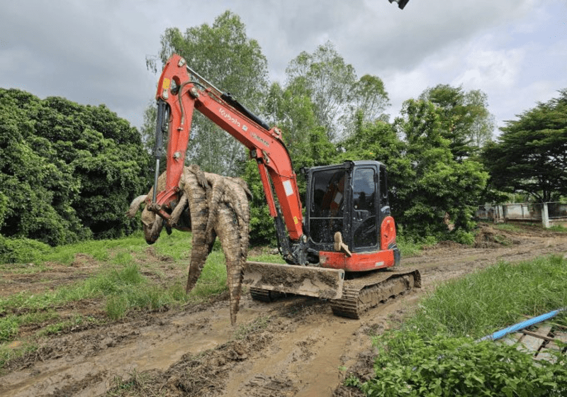 Pemilik Kolam Terpaksa Bunuh 125 Ekor Buaya