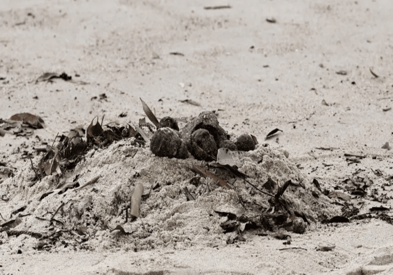 Pantai Sydney Dibuka Semula Selepas Misteri Bebola Tar Hitam Dihanyutkan ke Darat