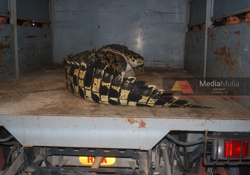 Buaya Tembaga 400 kg Akhirnya Tewas di Sungai Malim, Melaka