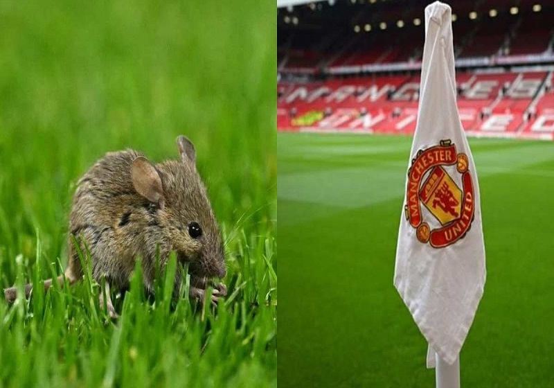 Manchester United Berdepan Kritikan Selepas Tular Isu Najis Tikus di Old Trafford