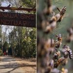 Disengat Lebah di Taman Burung