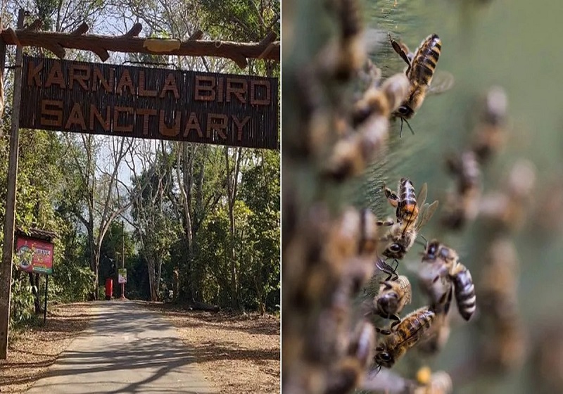 Pengunjung Maut Disengat Lebah di Taman Burung