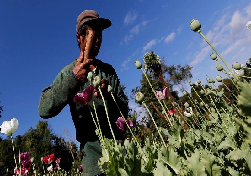 Myanmar Ambil Alih Afghanistan Sebagai Pengeluar Candu Terbesar Dunia