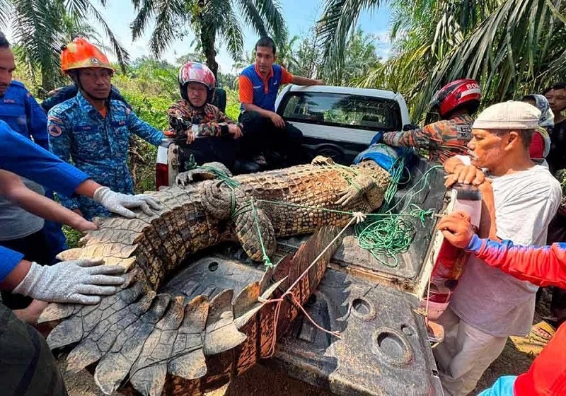 Buaya Gergasi 410 kg Kena Tangkap di Kebun Sawit Batu Pahat