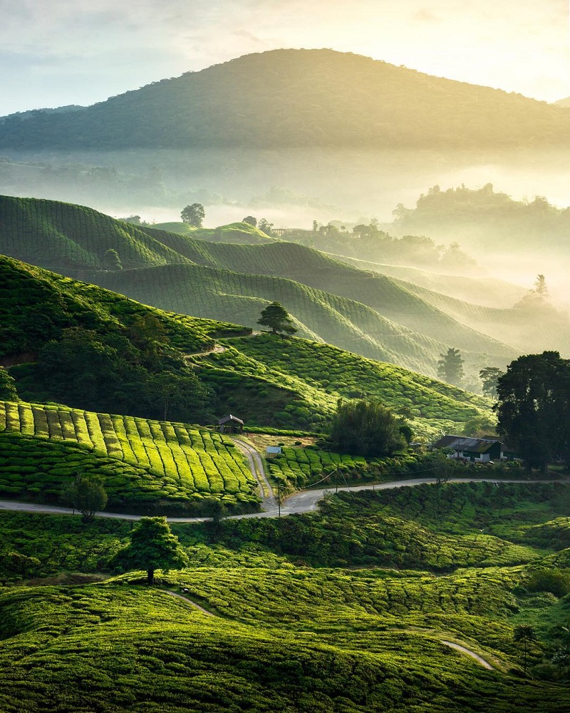 Cameron Highlands