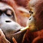 fakta orang utan