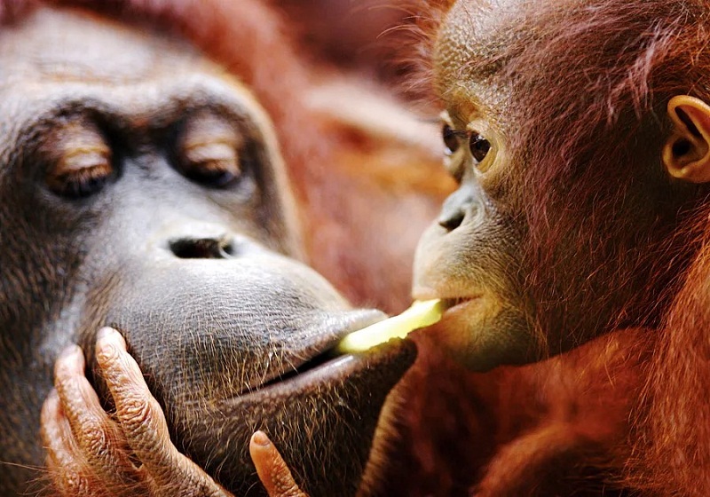 Fakta Orang Utan & Asal Usulnya – Cerita Menarik Si Raja Pokok