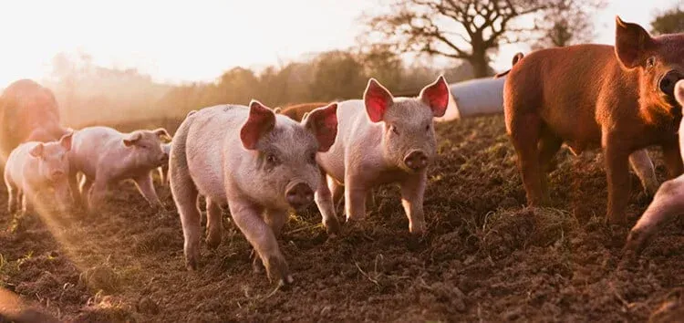 ladang babi di bukit tagar