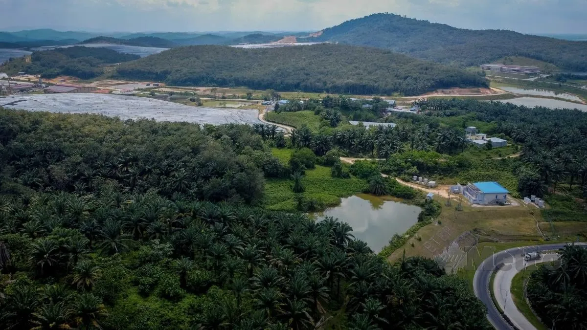 ladang babi bukit tagar