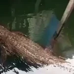 budak 11 tahun dibaham buaya