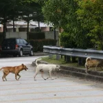 kes rabies di Sarawak